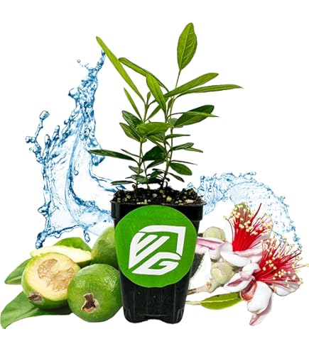 Amazon.com : 9EzTropical - Pineapple Guava - Feijoa